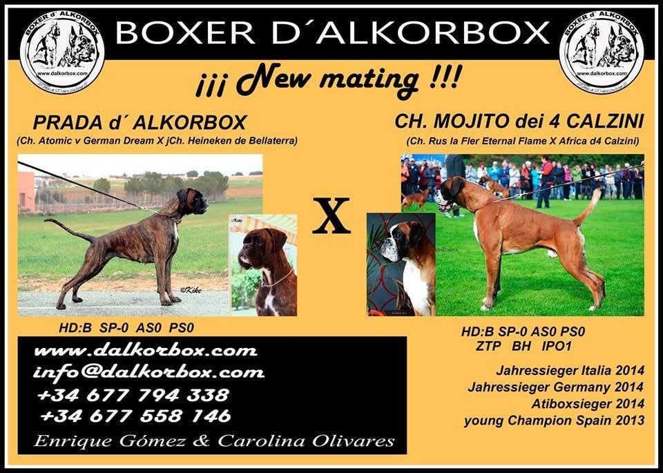 Camada «R» de Boxer d'Alkorbox